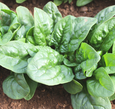 Green Beret Hybrid Spinach Seeds